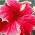 :iconbellacullen124: