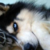 :iconbelladarkwolf: