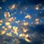 :iconbelladone: