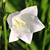 :iconbellaphotography: