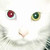 :iconbellarose1901: