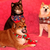 :iconbellashibainu: