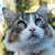 :iconbellathecat12: