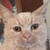 BellatheSkitty :iconbellatheskitty: