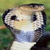 :iconbellatrix-discipula: