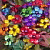 :iconbellavista: