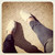 :iconbelledundi: