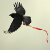 :iconbelles-noir: