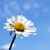:iconbellis-annua: