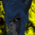 :iconbellrose: