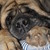 :iconbellsie1: