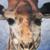 :iconben-neh: