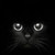 :iconbenasek: