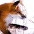 :iconbenevollent: