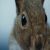 :iconBent-Whiskers: