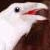 :iconbenwolfe: