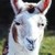 :iconberanekberry: