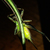 :iconBergsteiger: