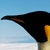 :iconbernardblack: