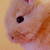 :iconberushi: