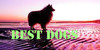 :iconbest-dogs: