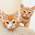 :iconbestfriendssanctuary:
