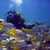 :iconbettydiver: