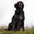 :iconbettydog: