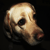 :iconbettythebat:
