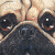 :iconbeuse:
