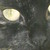 :iconbewareofkat: