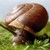 :iconbewareofthesnail: