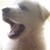 :iconbewitchedcat: