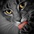 :iconbeyaz-inncii: