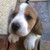 :iconbez9: