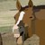 :iconbgb02: