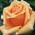 :iconbgirl503: