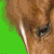 :iconbhcgraphics: