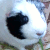 :iconbhujerba: