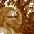 :iconbialy-motyl: