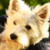:iconbianca1711: