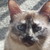 :iconbichaneca: