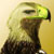 :iconbichologo: