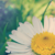 :iconbiekebloompje: