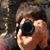 :iconbig-bada-boom: