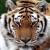 :iconbigcatguy: