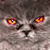 :iconBigFatCat: