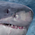 :iconbiggerboat: