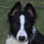 :iconbigsparkydog: