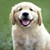 :iconbigsushidog: